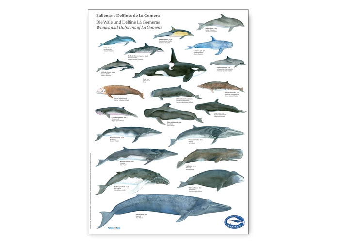 Wale und Delfine vor La Gomera: Poster für M.E.E.R e.V.