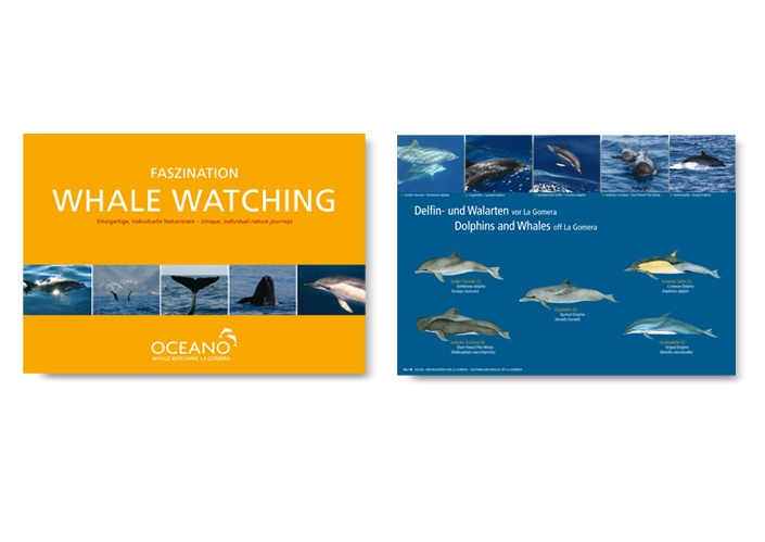 Broschüre von OCEANO mit Wal- und Delfinillustrationen von Katrin Wähner