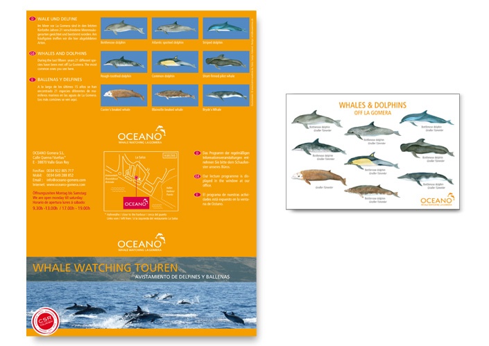 Informationsblatt von OCEANO mit Wal- und Delfinillustrationen von Katrin Wähner