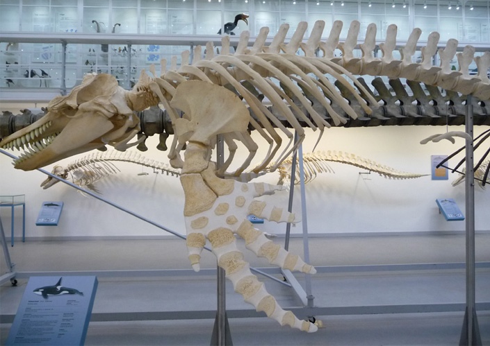Wal-Illustrationen von Katrin Wähner im Rahmen der Ausstellung
„Wale in Schleswig-Holstein“ im Zoologischen Museum Kiel