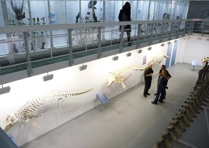 Wal-Illustrationen von Katrin Wähner im Rahmen der Ausstellung
„Wale in Schleswig-Holstein“ im Zoologischen Museum Kiel