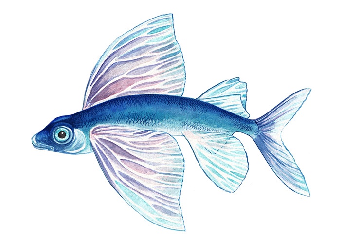 Wissenschaftliche Illustrationen von Katrin Wähner: Fische 