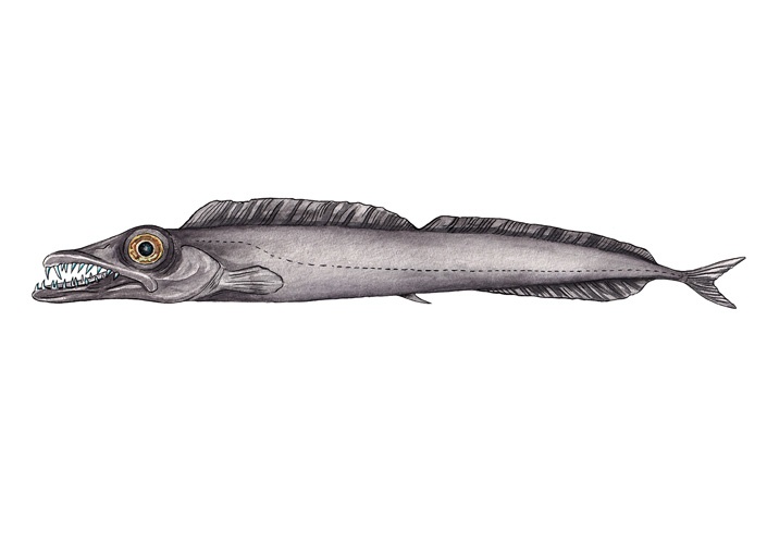 Wissenschaftliche Illustrationen von Katrin Wähner: Fische 