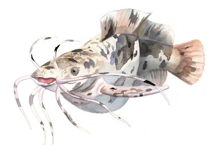 Wissenschaftliche Illustrationen von Katrin Wähner: Fische 