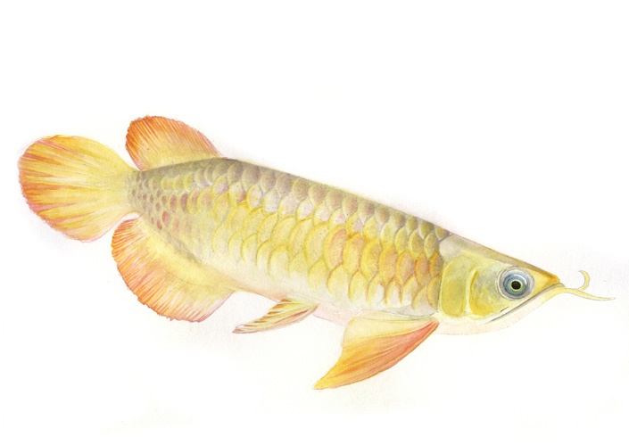 Wissenschaftliche Illustrationen von Katrin Wähner: Fische 