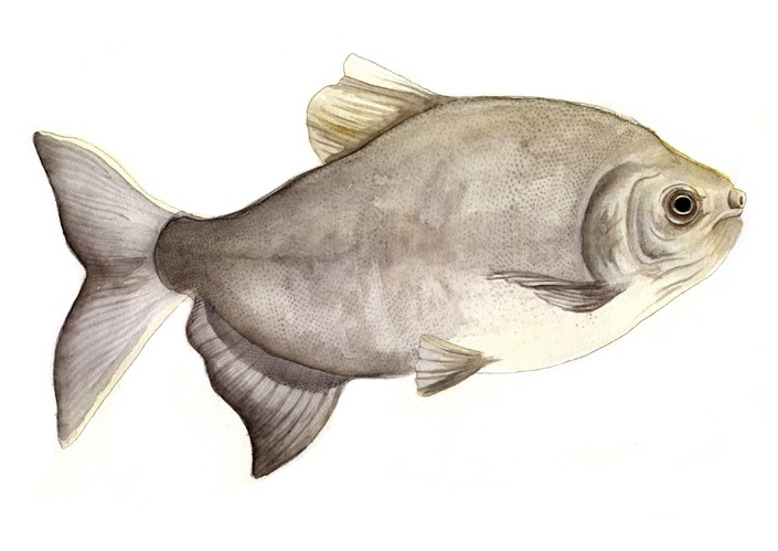 Wissenschaftliche Illustrationen von Katrin Wähner: Fische 