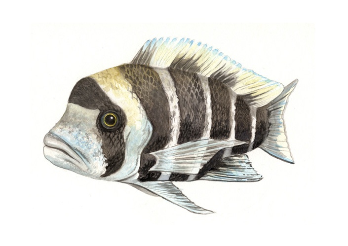 Wissenschaftliche Illustrationen von Katrin Wähner: Fische 