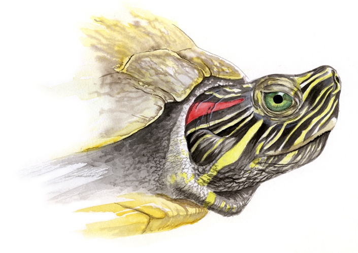 Wissenschaftliche Illustration der Rotwangen-Schmuckschildkröte, Red-Eared Slider, (Trachemys scripta elegans) von Katrin Wähner