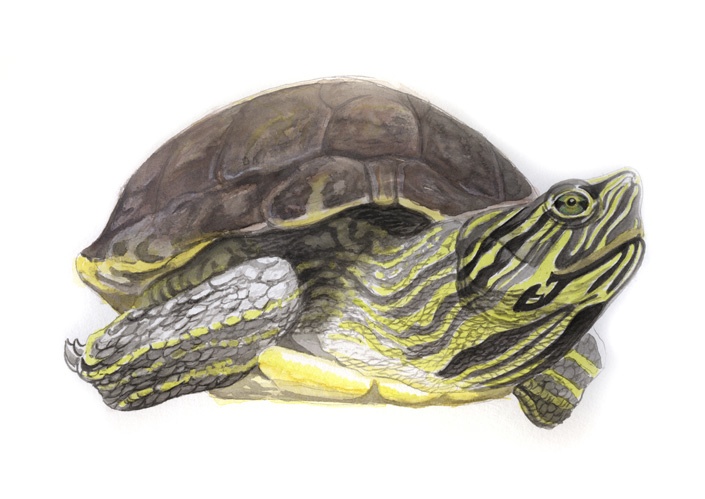 Wissenschaftliche Illustration der Gelbwangen-Schmuckschildkröte, Yellow Belly Slider, (Trachemys scripta scripta) von Katrin Wähner