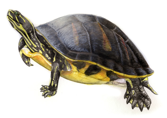 Wissenschaftliche Illustration der Florida-Rotbauch-Schmuckschildkröte, Florida Redbelly Turtle (Pseudemys nelsoni) von Katrin Wähner
