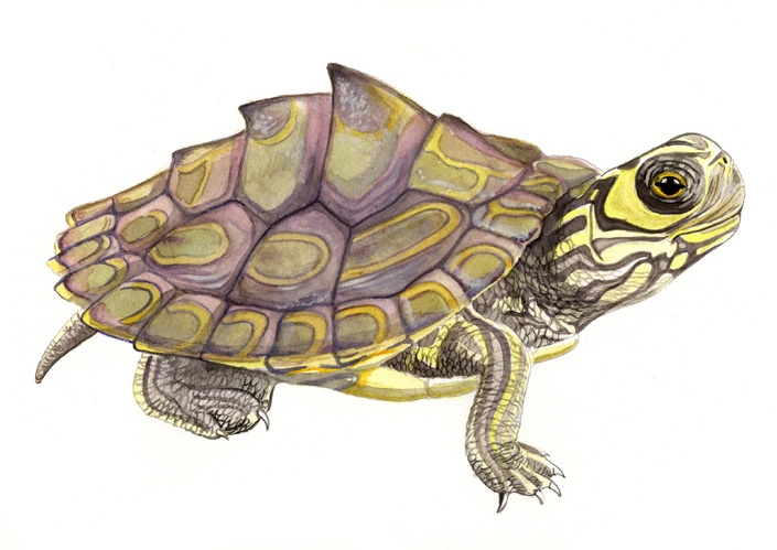 Wissenschaftliche Illustration der Barbour's Höckerschildkröte, Florida-Barbour's Map Turtle, 
 von Katrin Wähner