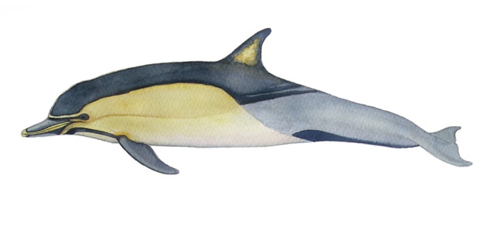 Gewöhnlicher Delfin (Delphinus delphis) von Katrin Wähner