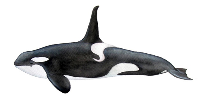 Orka (Orcinus orca)