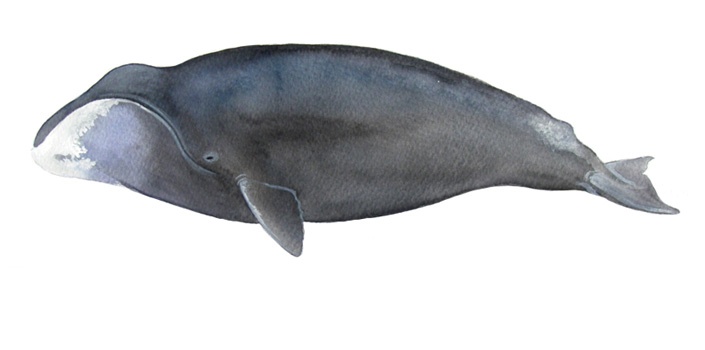 Nordkaper (Balena franca)